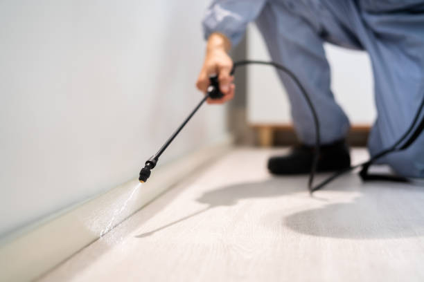 Licensed Ant Control service in Brentwood, CA - Nex Pest Control